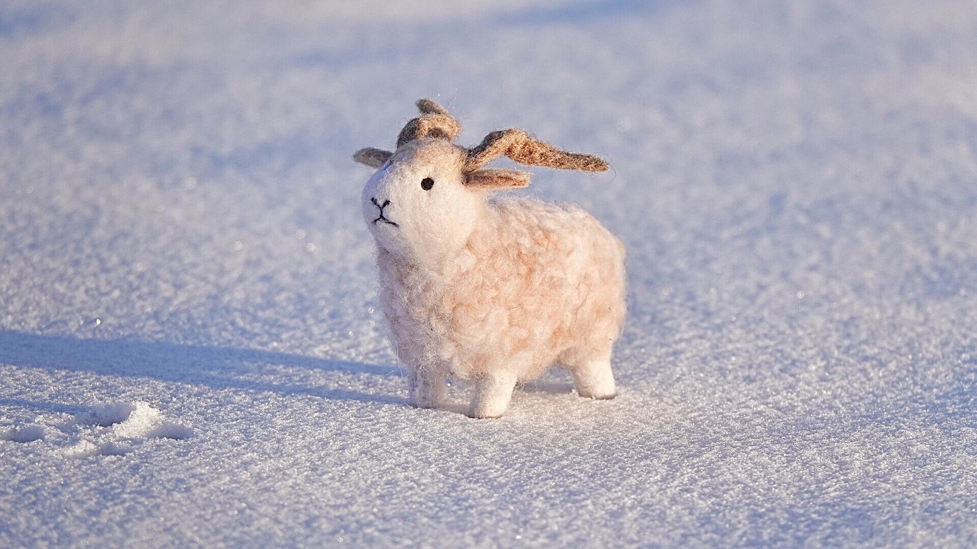 卓贝罗罗甘加藏羊