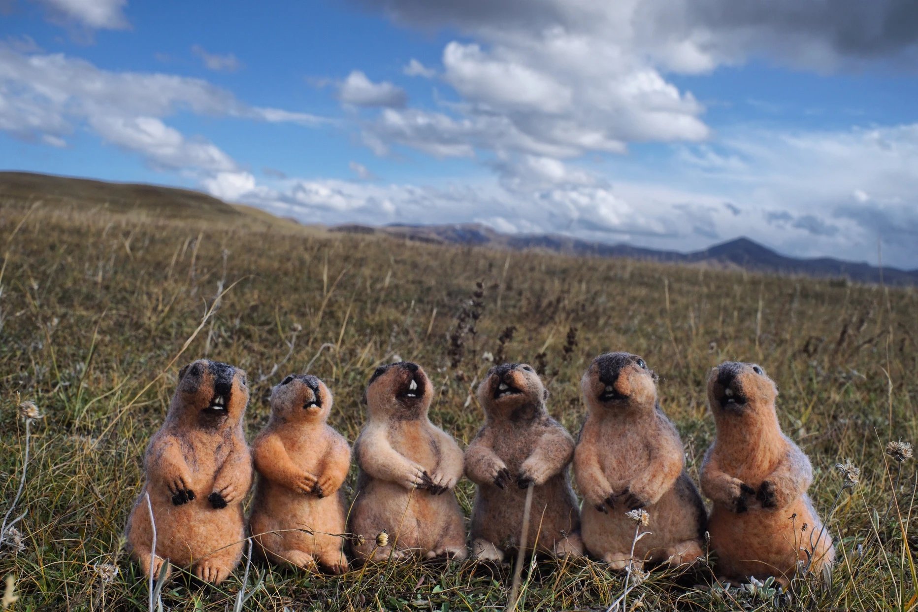 【卓贝罗罗】旱獭加乐
